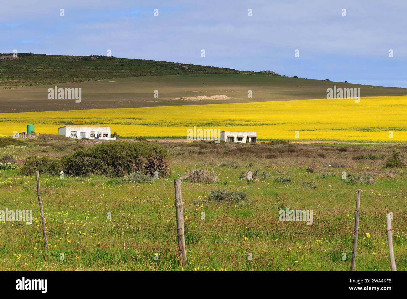 La Reserva Tienie Versveld, a las afueras de Darling, en la provincia del Cabo Occidental, es conocida por sus abundantes flores de Sandveld en primavera. Foto de stock