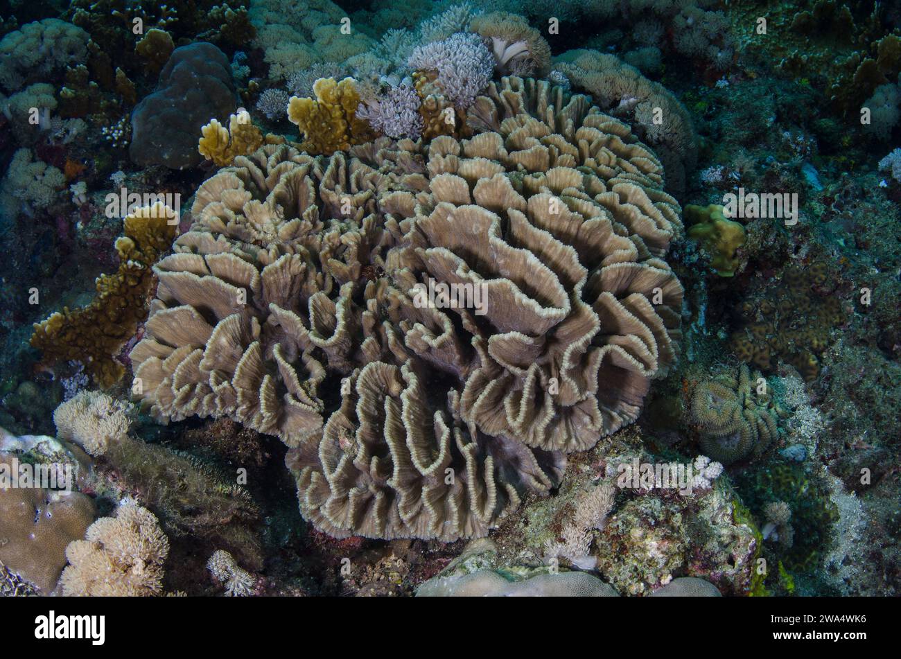 Lechuga Coral, Pectinia lactuca, Pectinidae, Anilao, Batangas, Filipinas, Mar de Filipinas, Océano Indo-pacífico, Asia Foto de stock