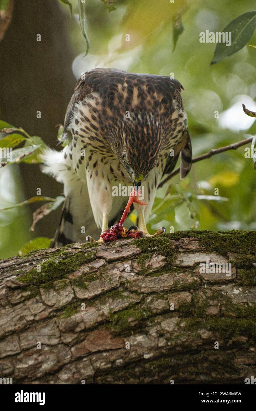 Cooper's Hawk en una rama comiendo una ardilla Foto de stock