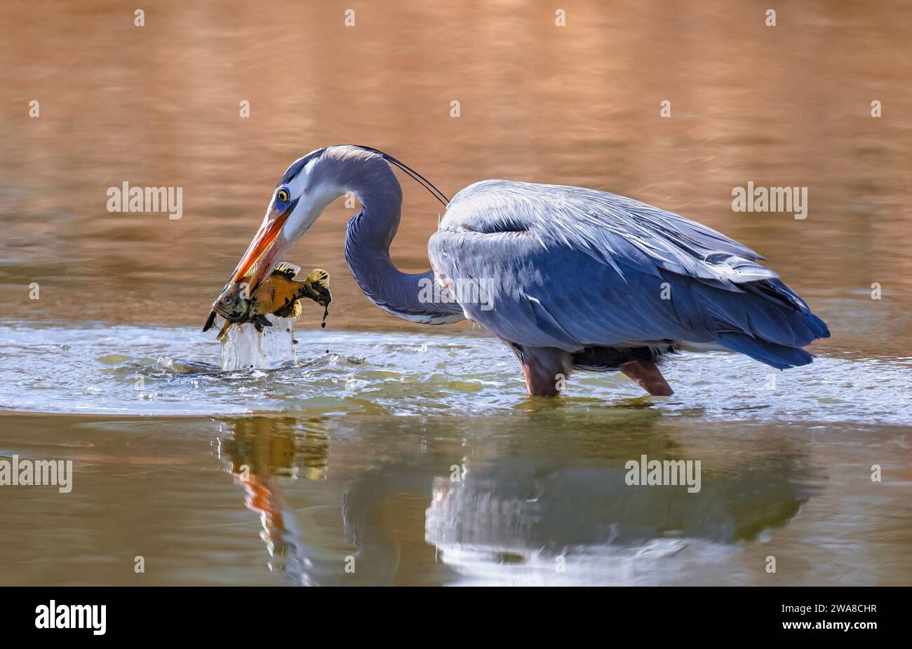 Una Gran Héroe Azul levanta un pez embarrado desprevenido fuera del agua mientras se alimenta en un estanque dorado poco profundo. Foto de stock