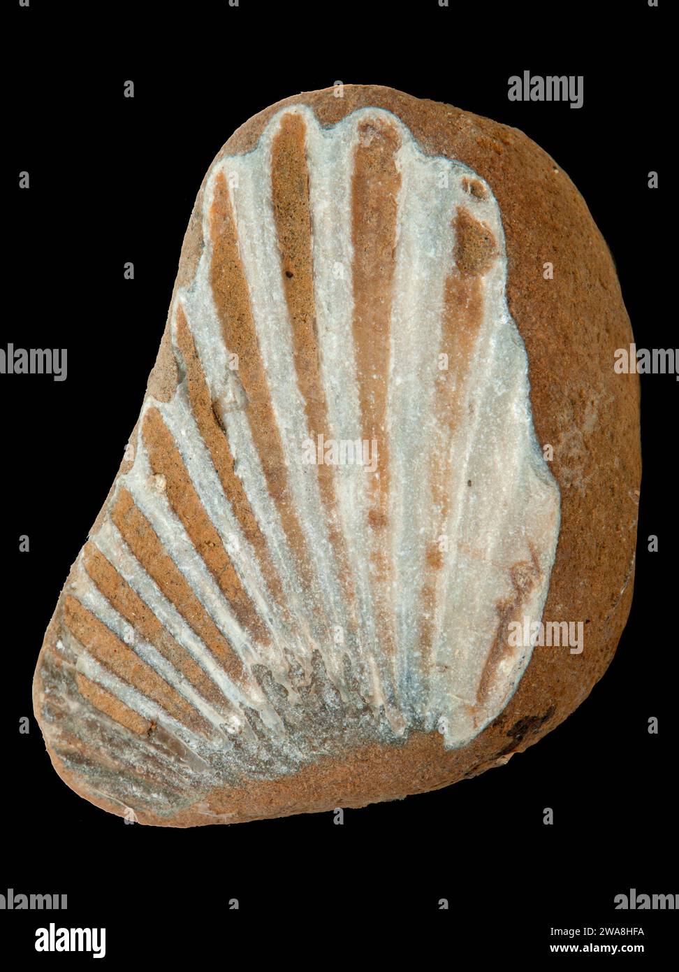 Shell Fossil, Newport, Oregon Foto de stock