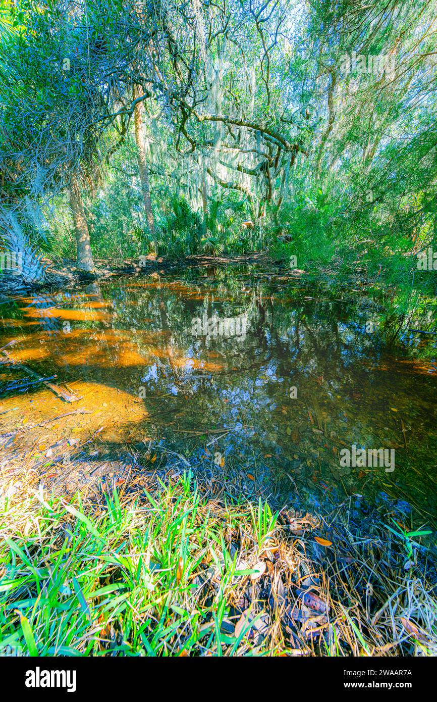 Manglares de Dafuske, Carolina del Sur Foto de stock