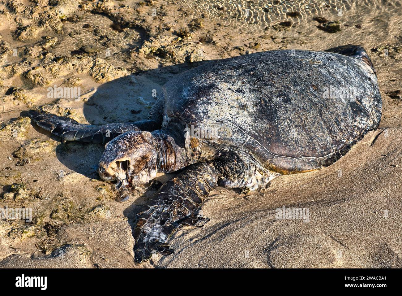 Cuerpo muerto en descomposición de una tortuga marina en una playa tropical en Australia Occidental Foto de stock