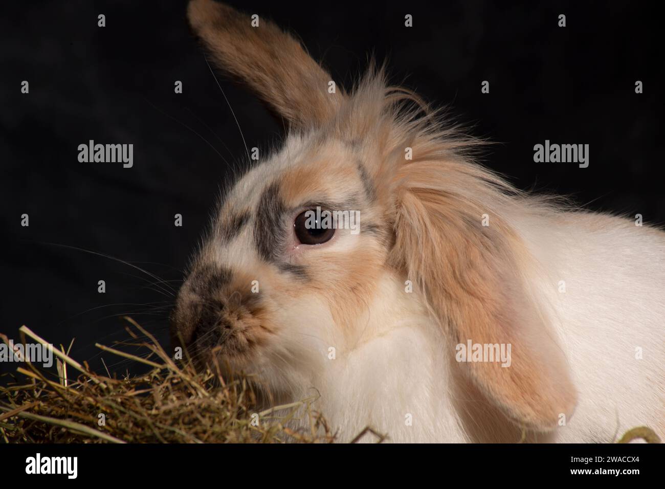 Un conejo mullido de cabeza de león oreja, irresistiblemente lindo, juguetonamente empuja su cabeza en una cesta de picnic. Contra un telón de fondo oscuro Foto de stock