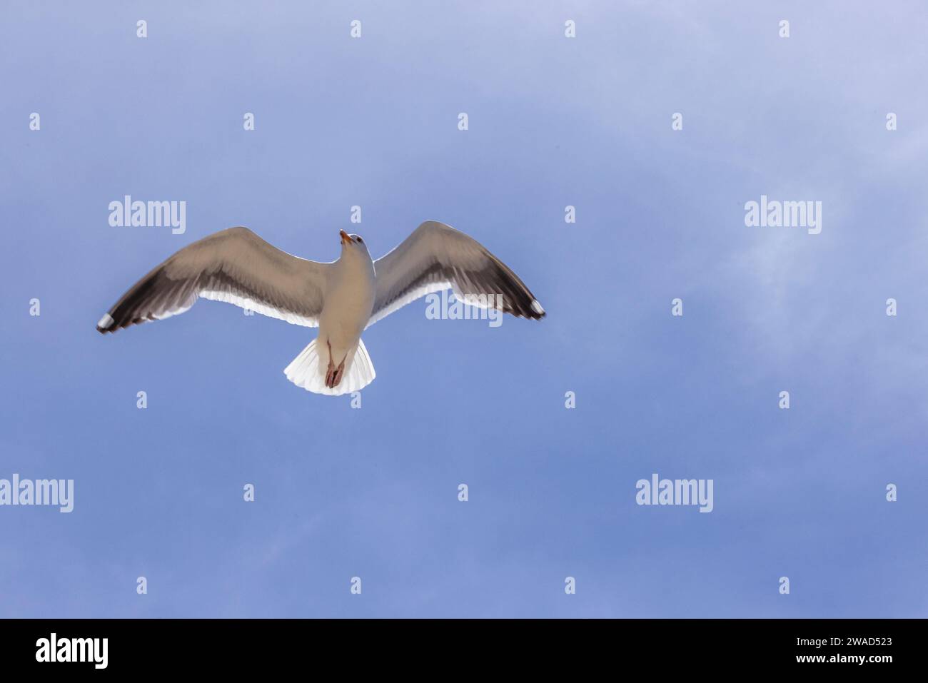 Vista de ángulo bajo de una gaviota en vuelo Foto de stock