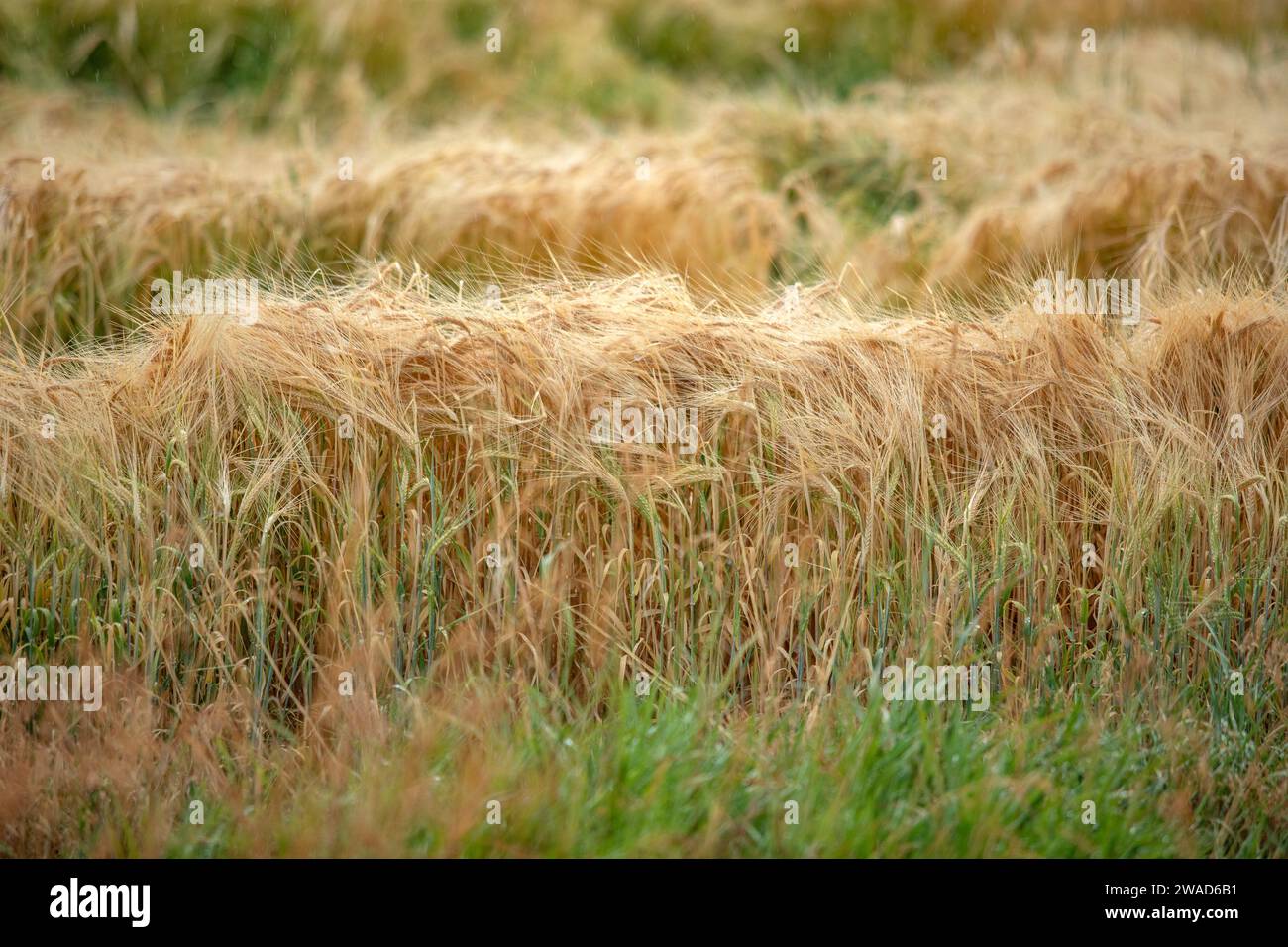 Primer plano del campo de cereales en verano Foto de stock