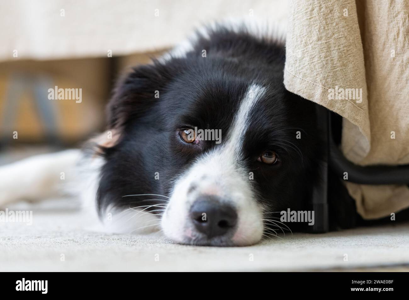 Retrato de un hermoso cachorro de frontera Collie macho acostado en el piso de concreto, debajo de la mesa con un paño. Foto de stock