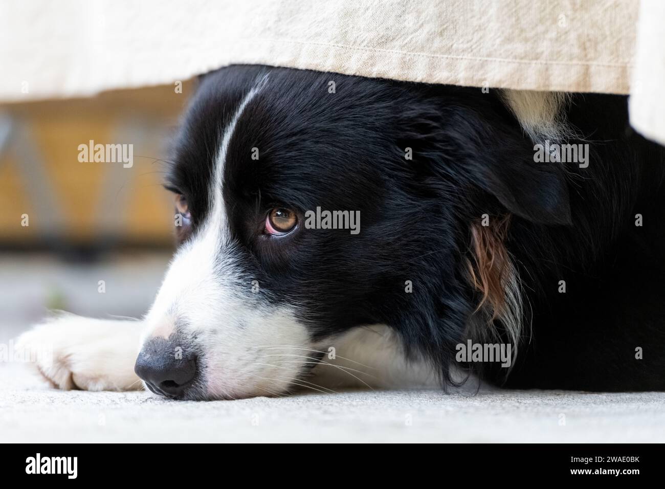 Retrato de un hermoso cachorro de frontera Collie macho acostado en el piso de concreto, debajo de la mesa con un paño. Foto de stock