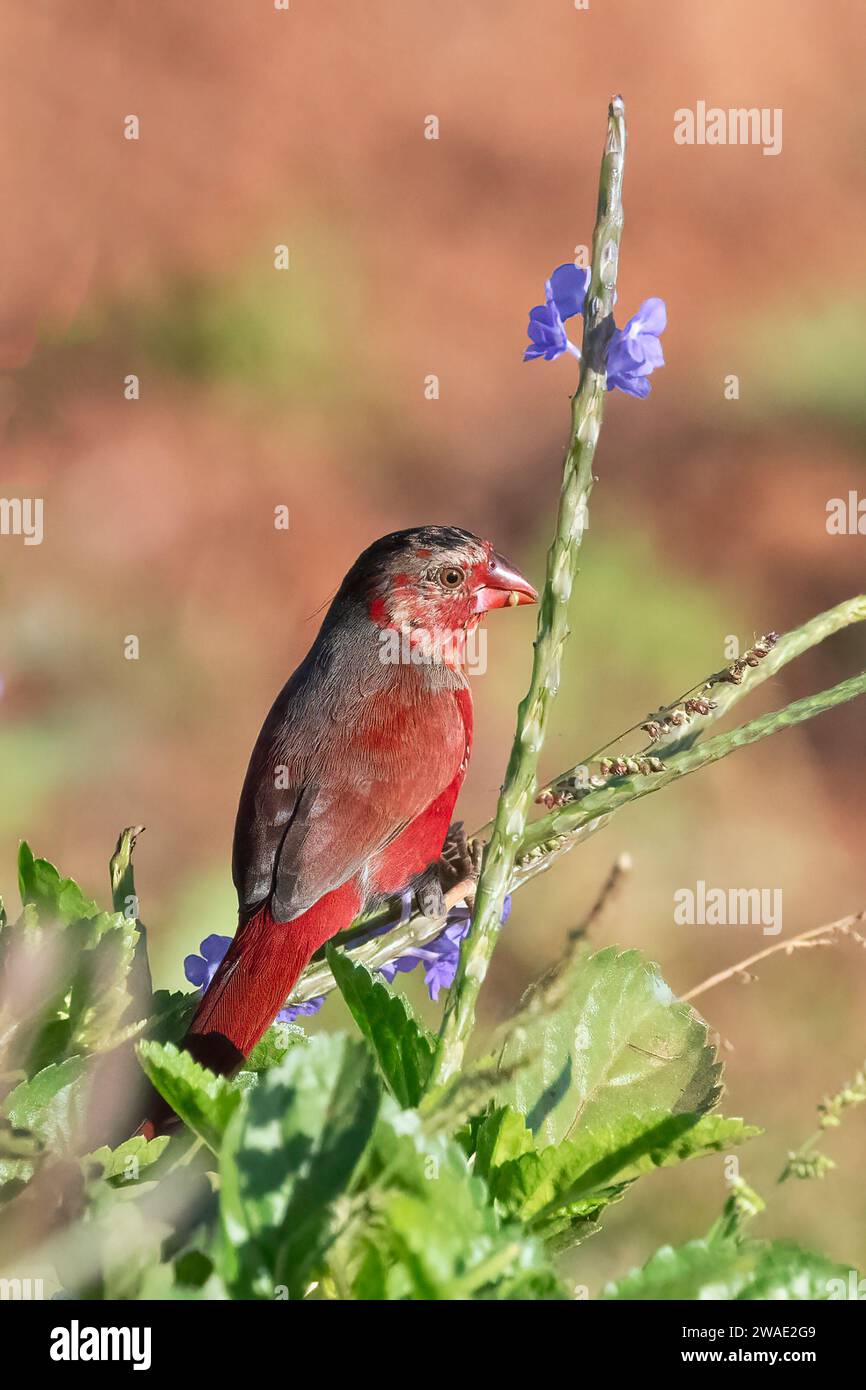 Pinzones del norte fotografías e imágenes de alta resolución - Alamy