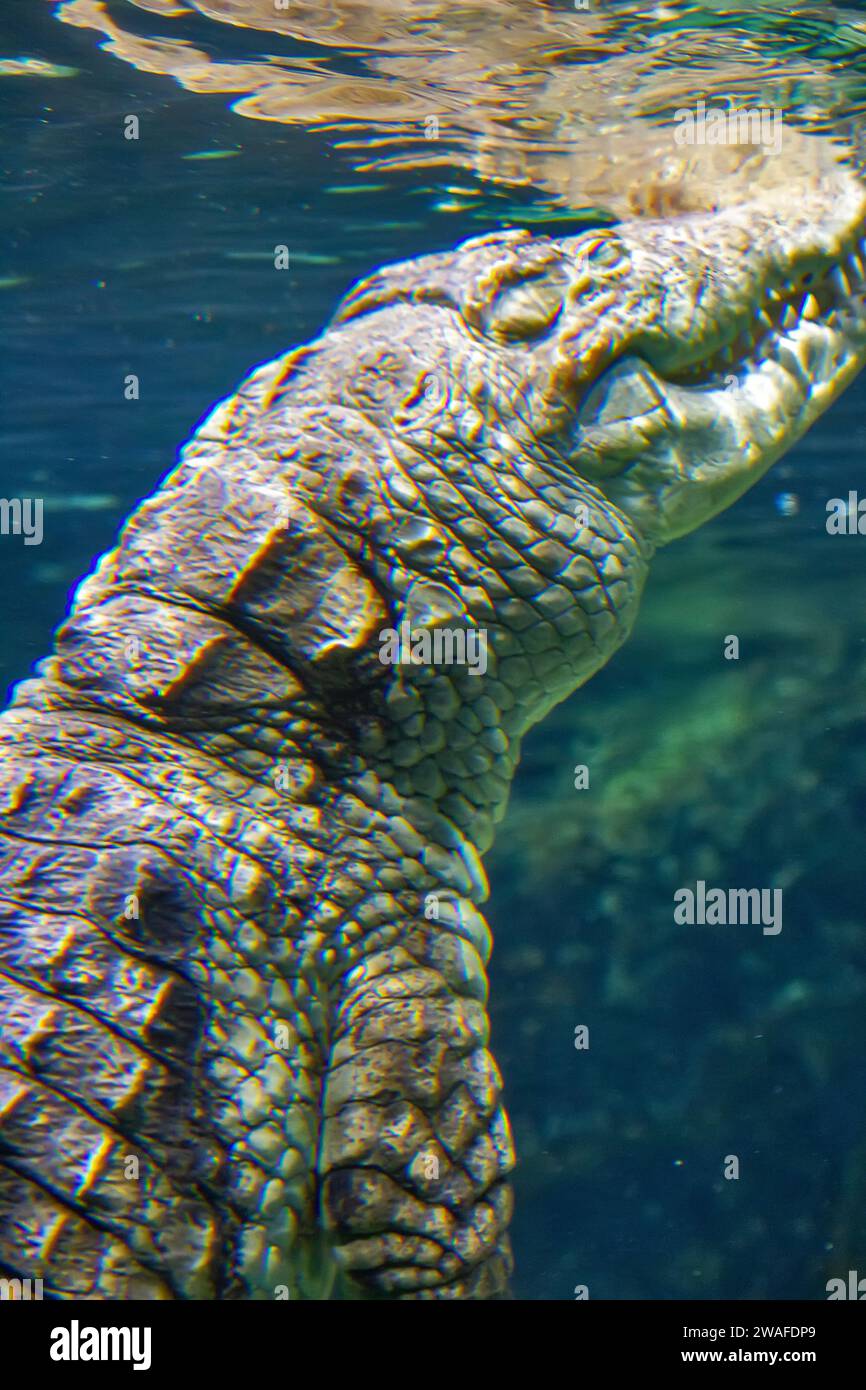 El cocodrilo del Nilo Crocodylus niloticus es un gran cocodrilo