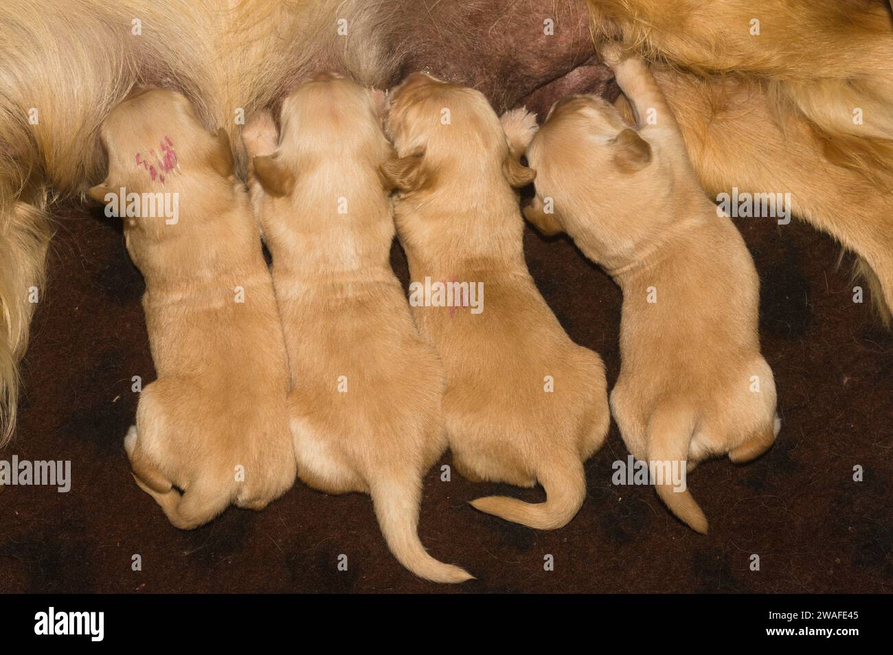 Cuatro jóvenes cachorros de golden retriever femeninos chupando contentos Foto de stock
