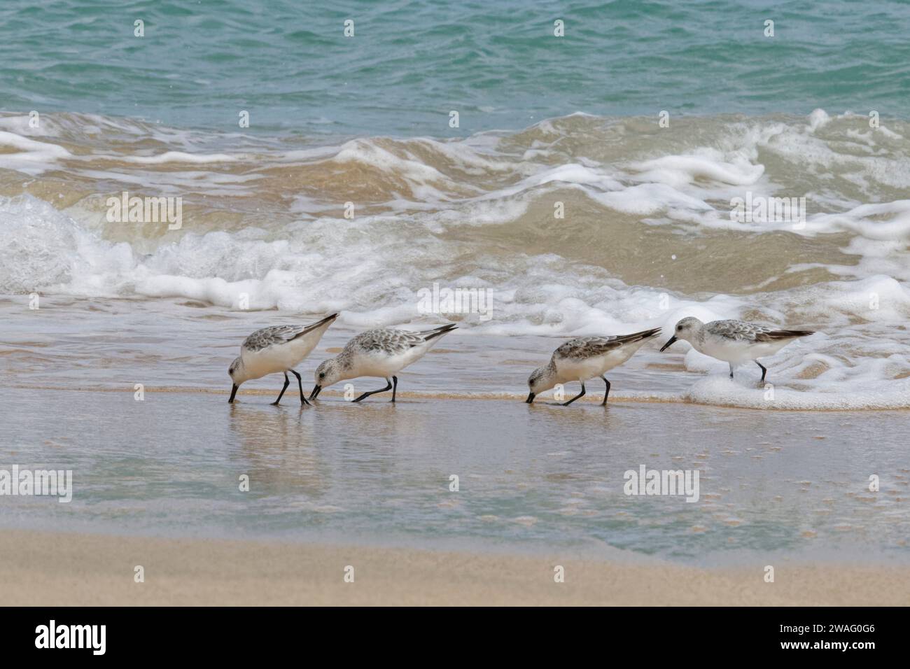 Sanderling (Calidris alba) grupo migratorio forrajeando en una orilla bañada por olas, playa de Sotavento, Jandía, Fuerteventura, Islas Canarias, septiembre. Foto de stock