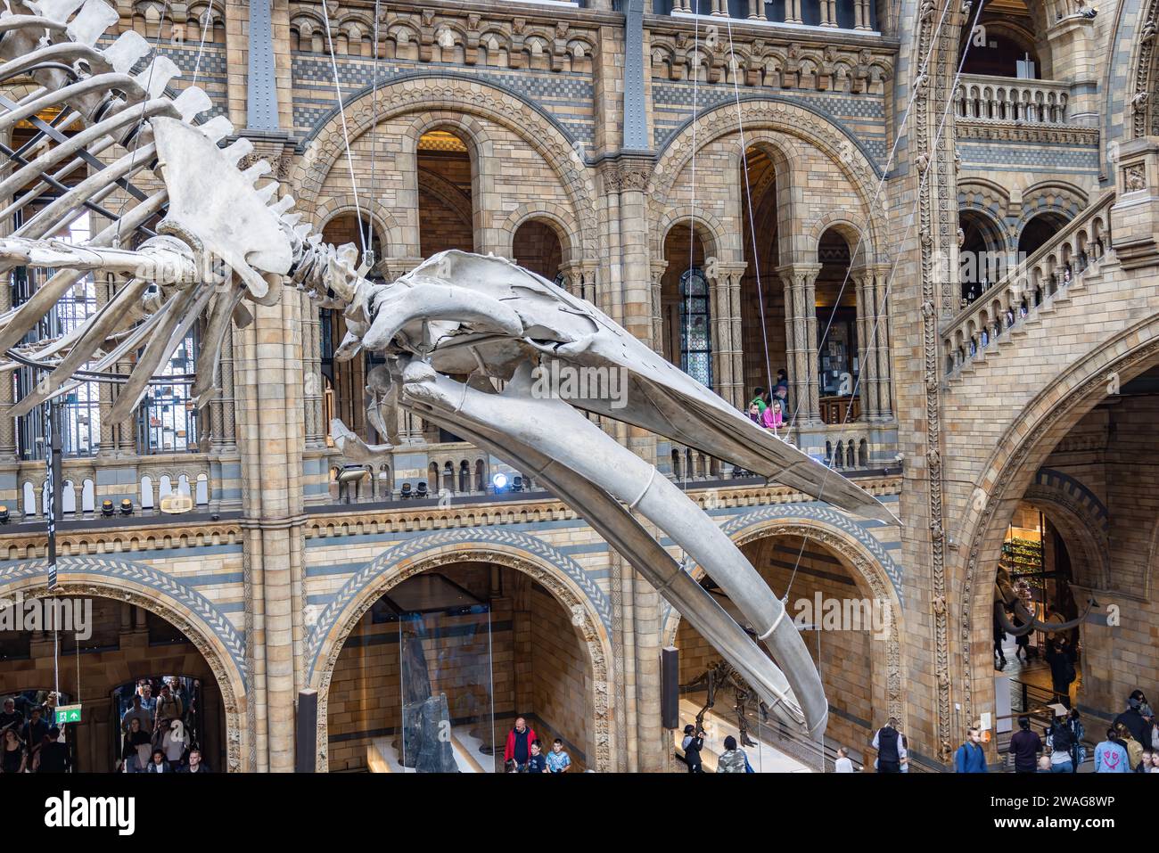 Londres, Reino Unido - 19 de mayo de 2023: Detalle de la cabeza del esqueleto de ballena azul en la sala principal del Museo de Historia Natural de Londres, Gran Bretaña Foto de stock