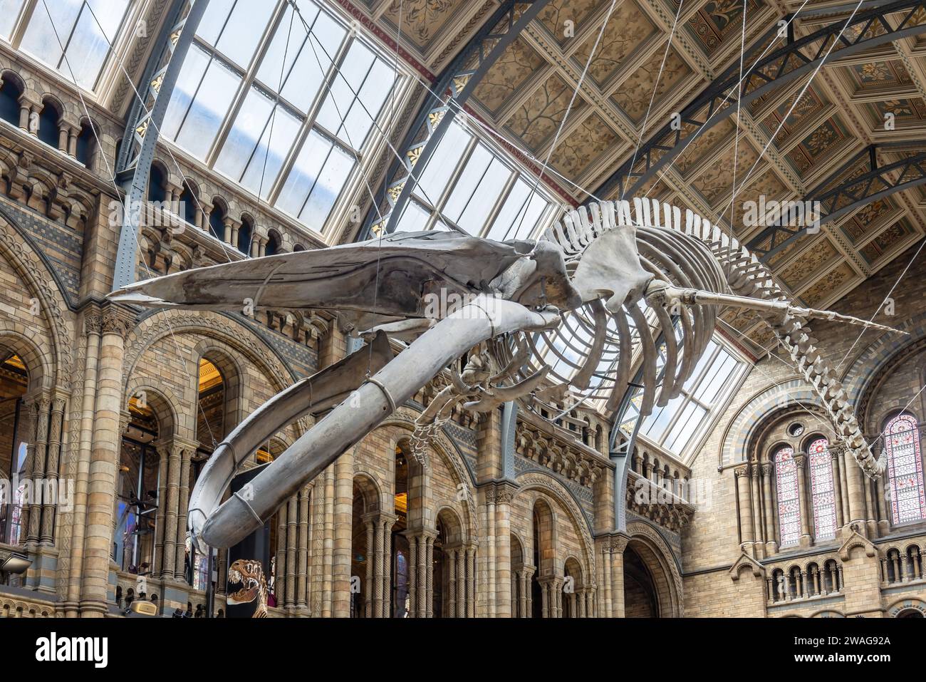 Londres, Reino Unido - 19 de mayo de 2023: Esqueleto de ballena azul en la sala principal del Museo de Historia Natural de Londres, Gran Bretaña Foto de stock