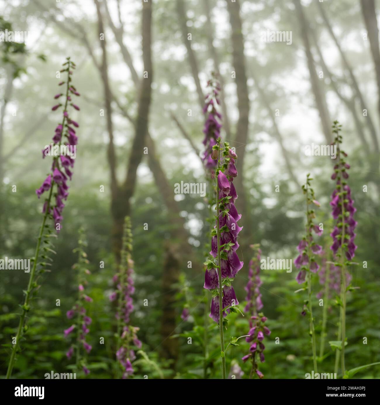 Múltiples tallos de las flores de Foxglove están altos en la niebla de la mañana en el Parque Nacional Redwood Foto de stock