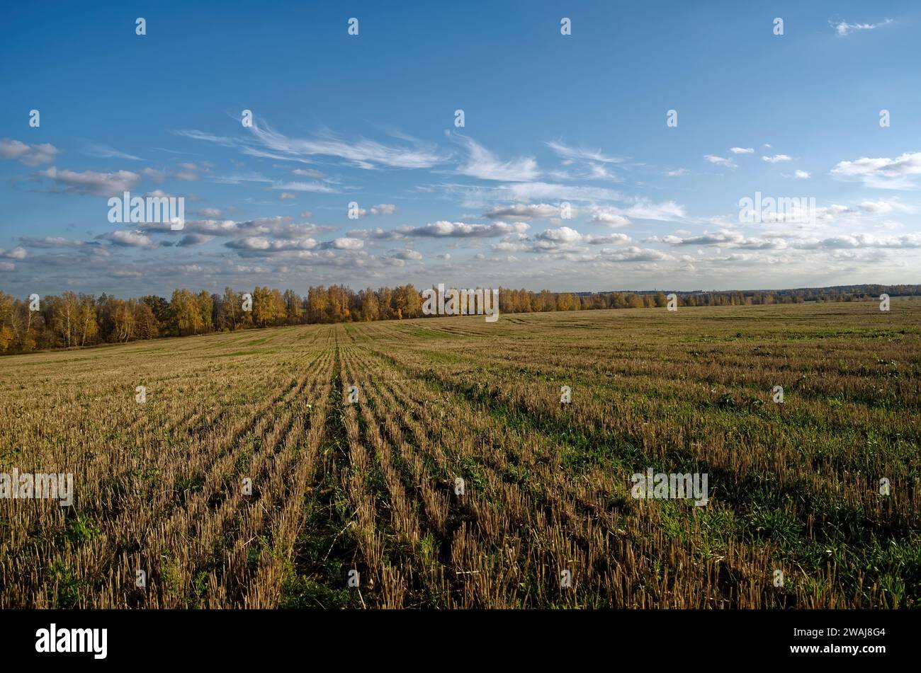 Cortar el campo de trigo en un día claro, Rusia Foto de stock