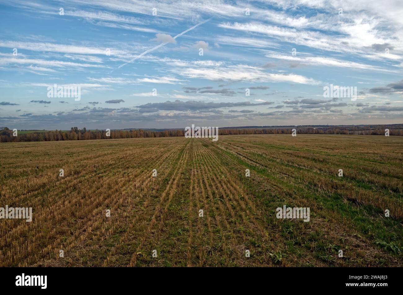 Cortar el campo de trigo en un día claro, Rusia Foto de stock