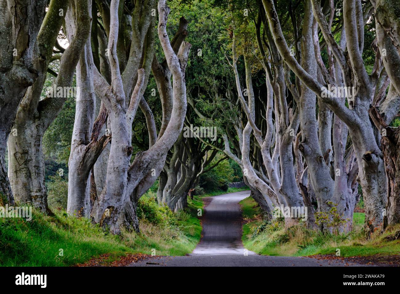 Reino Unido, Irlanda del Norte, Condado de Antrim, Ballymoney, The Dark Hedges, carretera bordeada de hayas Foto de stock