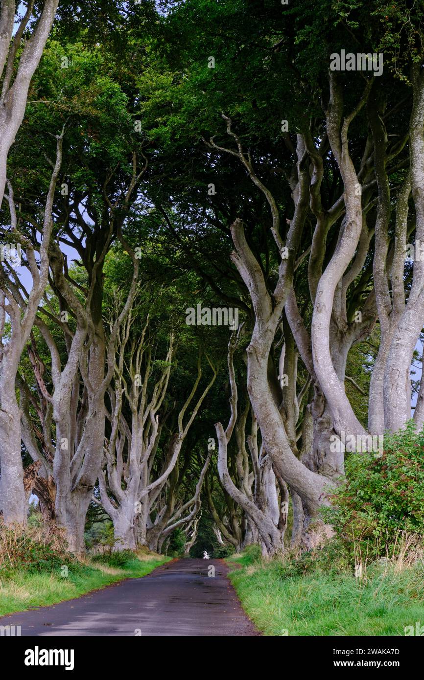 Reino Unido, Irlanda del Norte, Condado de Antrim, Ballymoney, The Dark Hedges, carretera bordeada de hayas Foto de stock