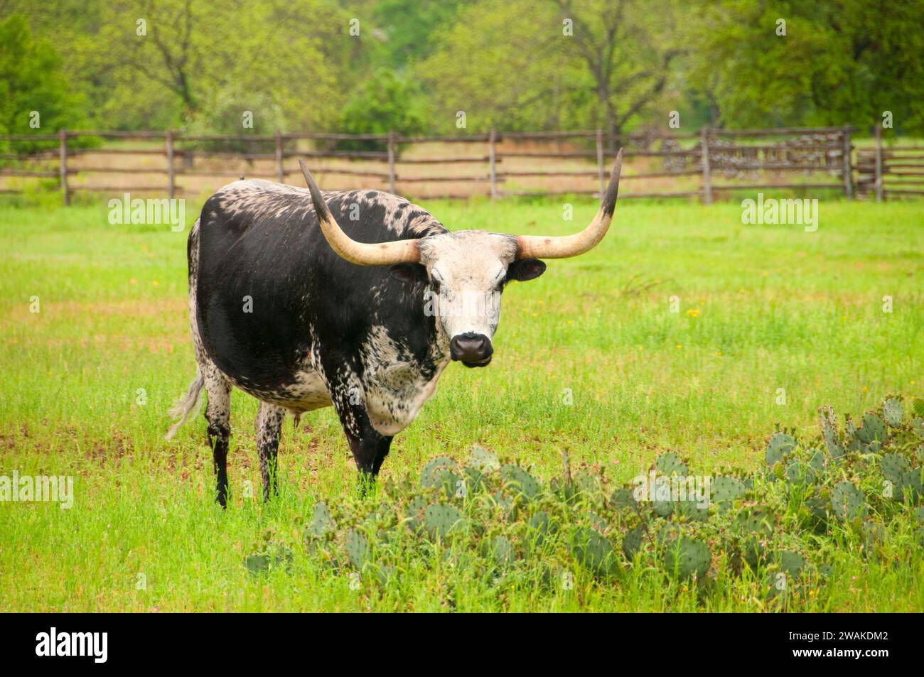 Ganaderia historica fotografías e imágenes de alta resolución Alamy