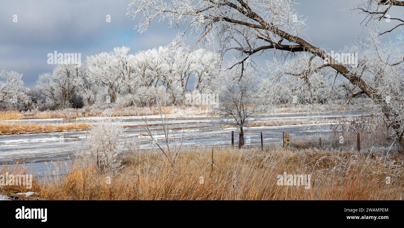 Kearney, Nebraska - Escarcha en los árboles a lo largo del río Platte en un día de enero. Foto de stock