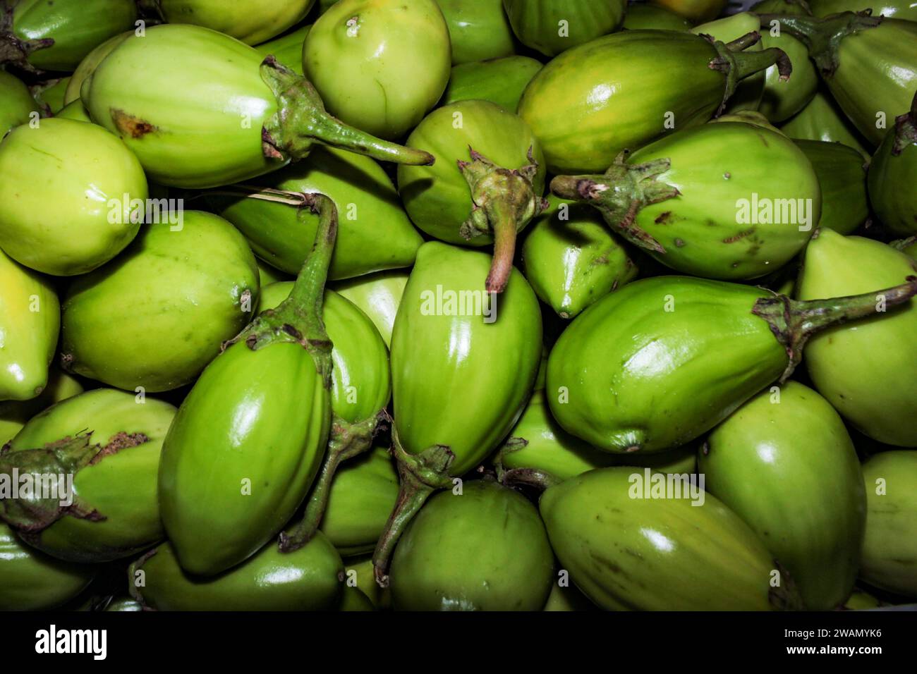 Una porción del fruto Jiló, el fruto de sabor amargo de la planta Solanum aethiopicum, el jiloeiro, una planta herbácea, cultivada en Brasil. Foto de stock