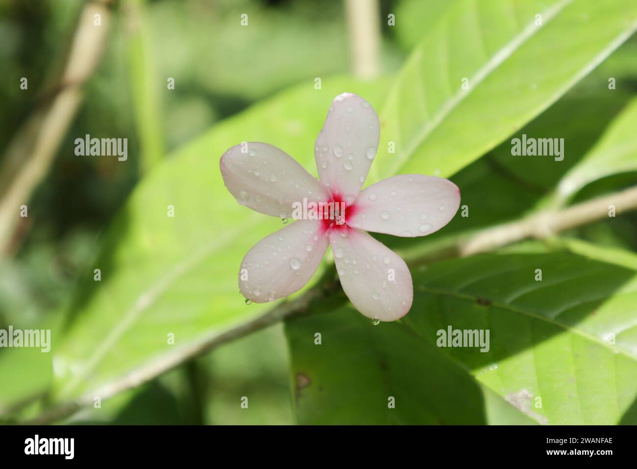 Una vista de una flor de cinco pétalos con gotas de agua en su superficie de pétalos que está suavemente enfocada. Esta flor de color mixto rosa y blanco pertenece a la K. Foto de stock