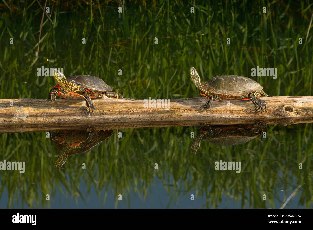 Western tortuga pintada, Kootenai National Wildlife Refuge, Idaho Foto de stock