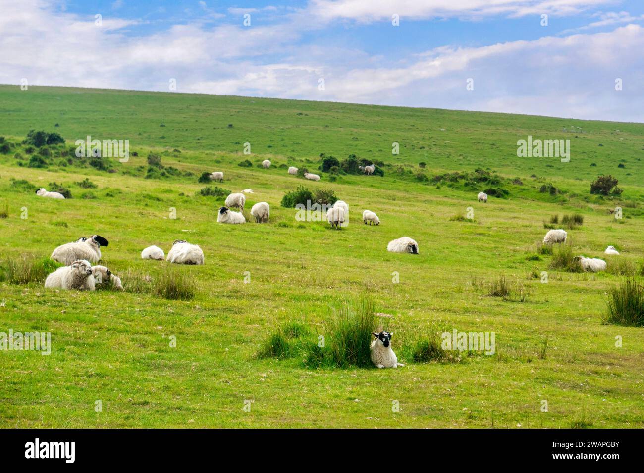 Rebaño de ovejas de cara negra en Bodmin Moor, Cornualles, Reino Unido. Centrarse en las ovejas en primer plano. Foto de stock