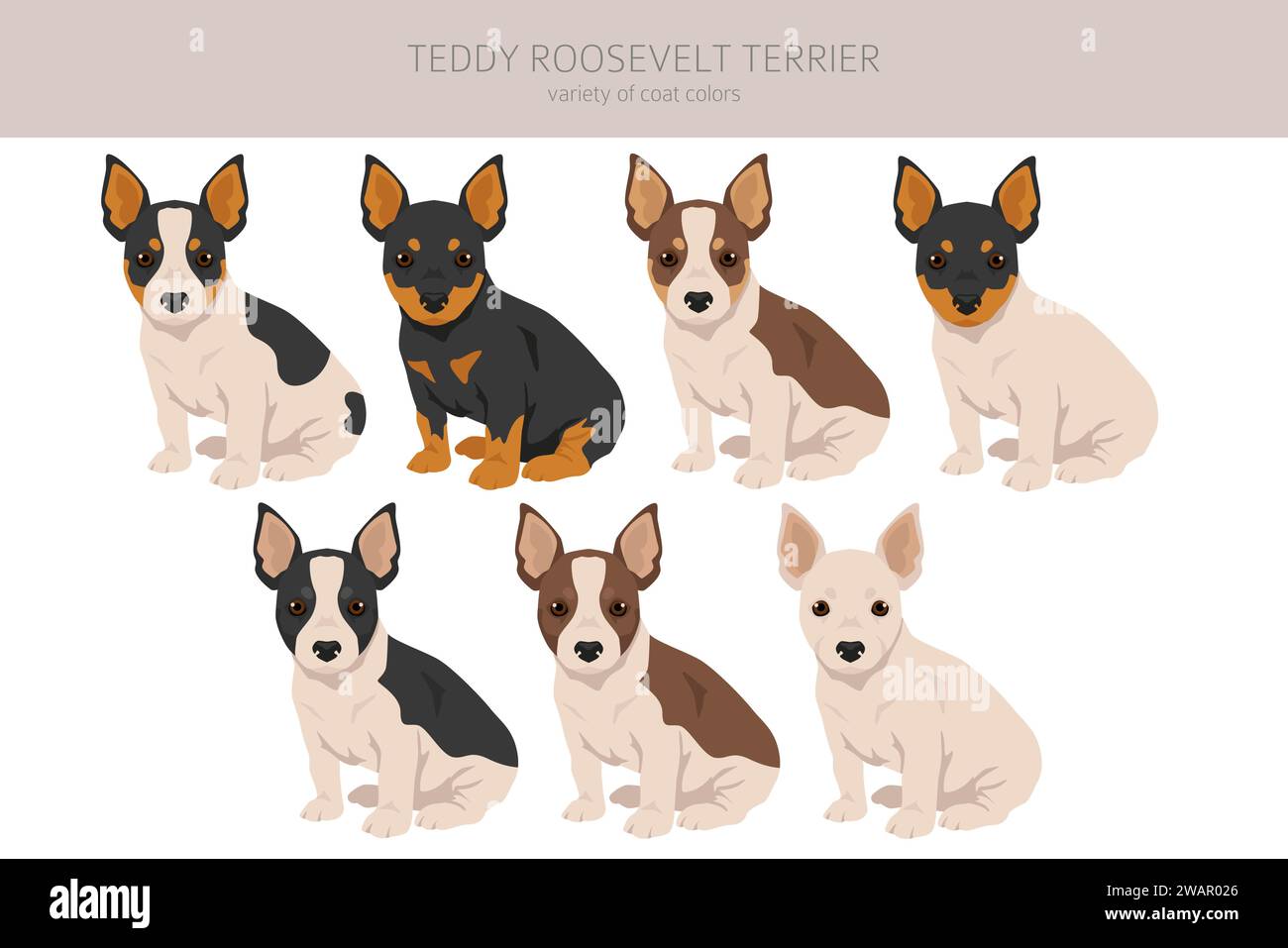 Teddy Roosevelt terrier cachorros clipart. Diferentes poses, conjunto de colores de abrigo. Ilustración vectorial Ilustración del Vector