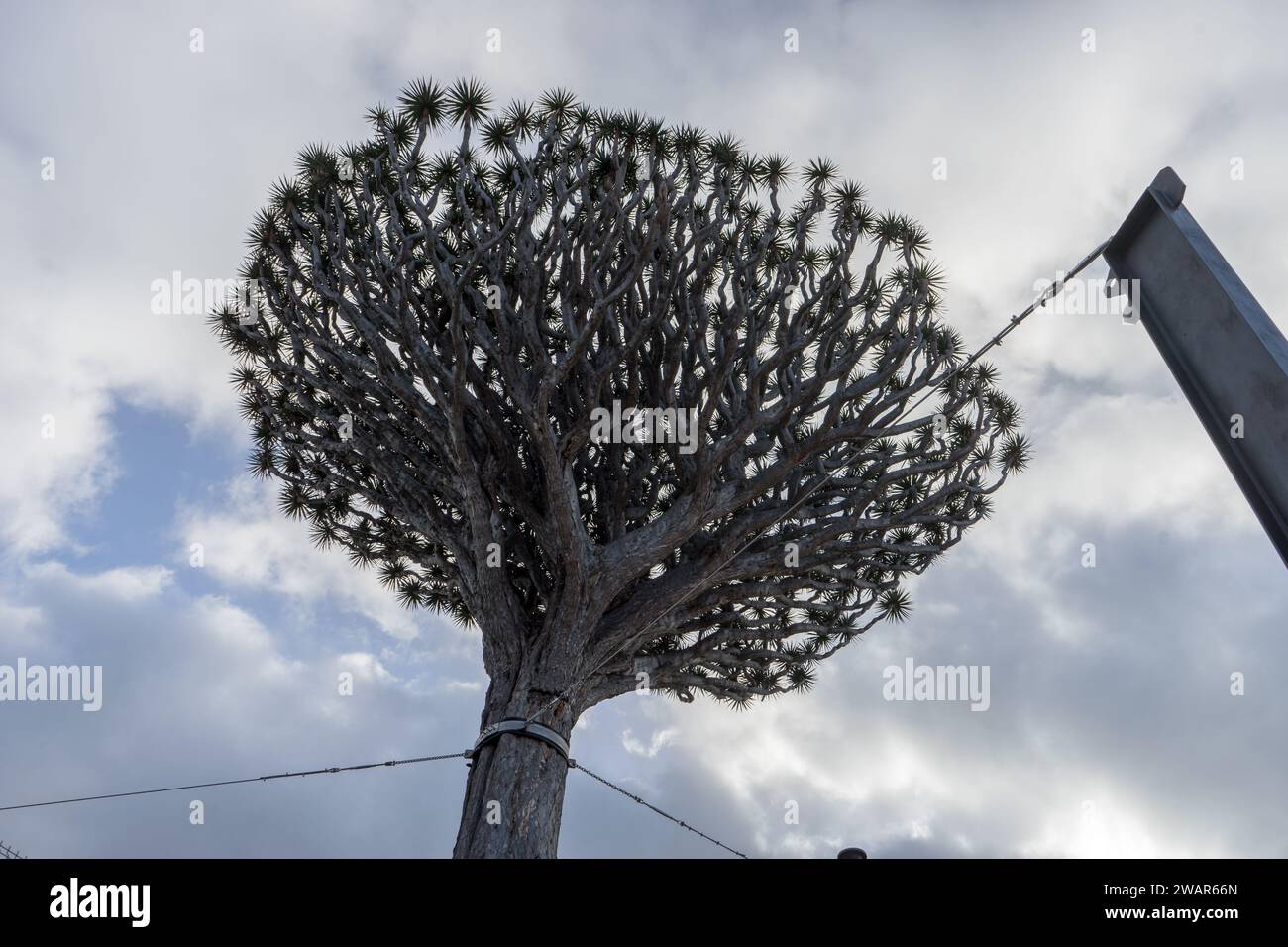 Cuerdas de alambre fotografías e imágenes de alta resolución - Alamy