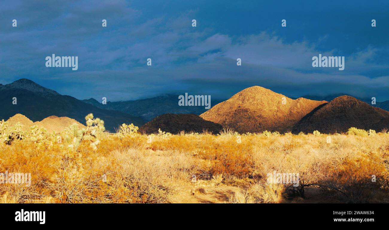 El desierto después de una lluvia al atardecer Foto de stock