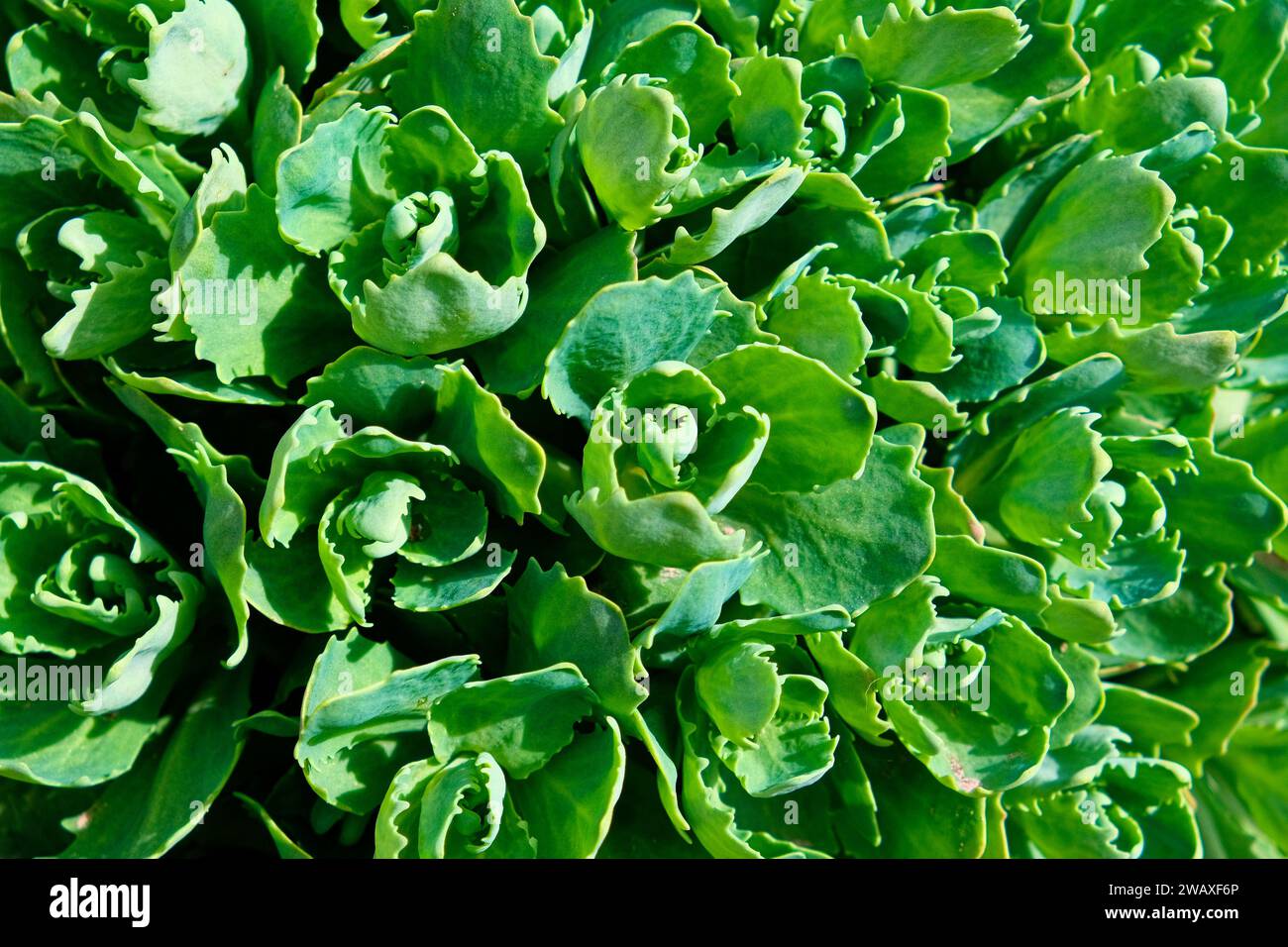 La imagen muestra un primer plano de plantas suculentas verdes vibrantes con hojas gruesas y carnosas bajo luz brillante. Brotes jóvenes de orpino (Sedum telephium). B Foto de stock