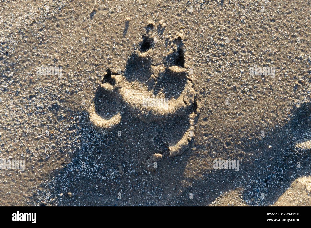 Impresión de pata de perro en la arena en la playa de Ballywalter Foto de stock