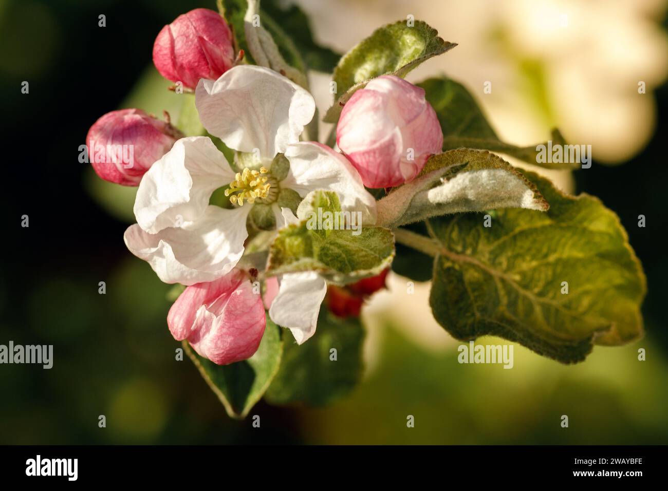 Una hermosa flor de manzana blanca sin abrir y cinco cogollos rosados a su alrededor. Foto de stock