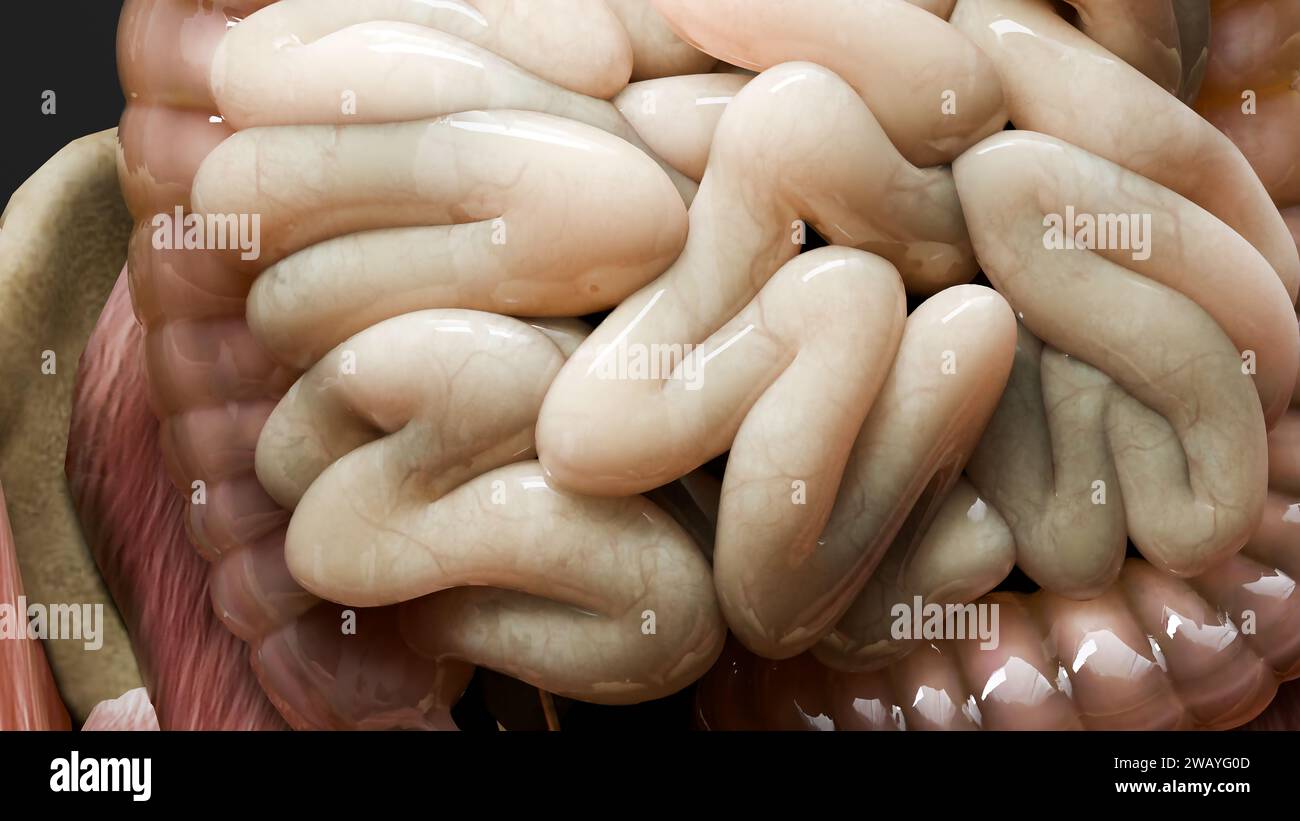 intestino, intestino, colon, abdomen, abdomen, interno, 3d, 3d renderizado, ache, anatómico, anatomía, anterior, apéndice, biología, cuerpo, bowel, coche Foto de stock