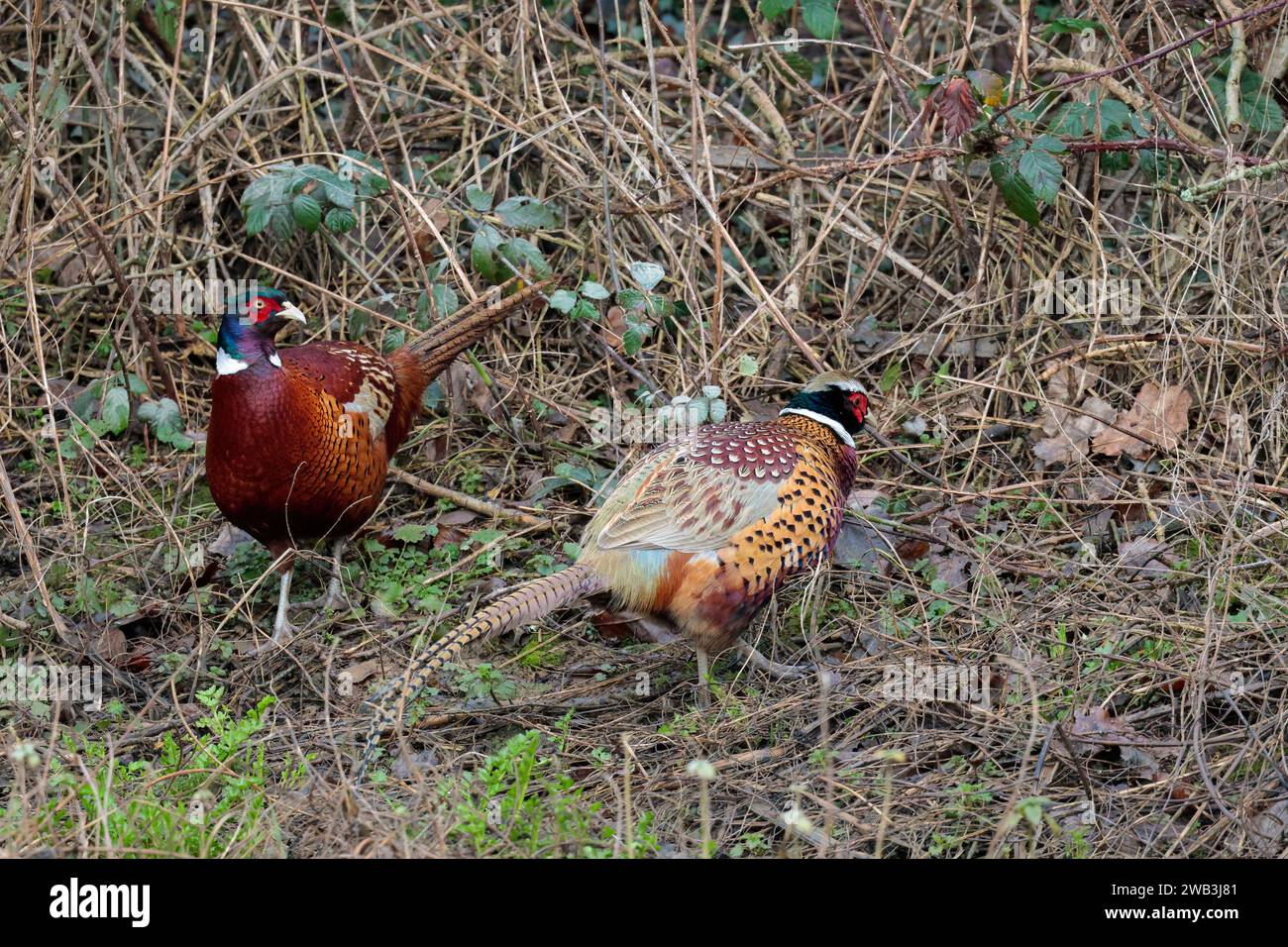 Faisantes Phasianus colchicus, machos variación de plumaje de invierno rojo wattle azul cabeza verde cuerpo marrón naranja cuello blanco cola larga pájaro más pálido a la derecha Foto de stock