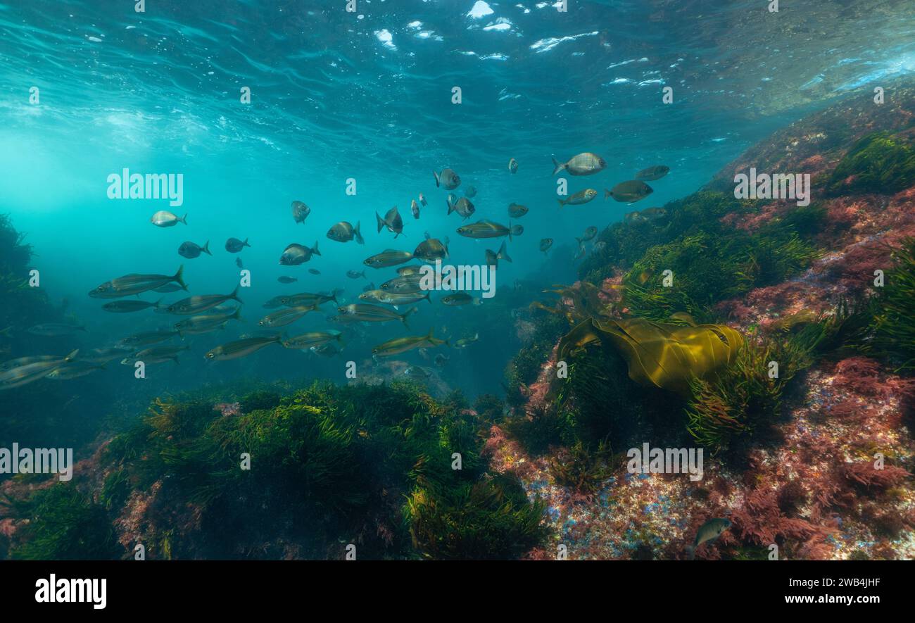 Bancos de peces con algas, paisaje marino submarino en el océano Atlántico, escena natural, España, Galicia, Rías Baixas Foto de stock