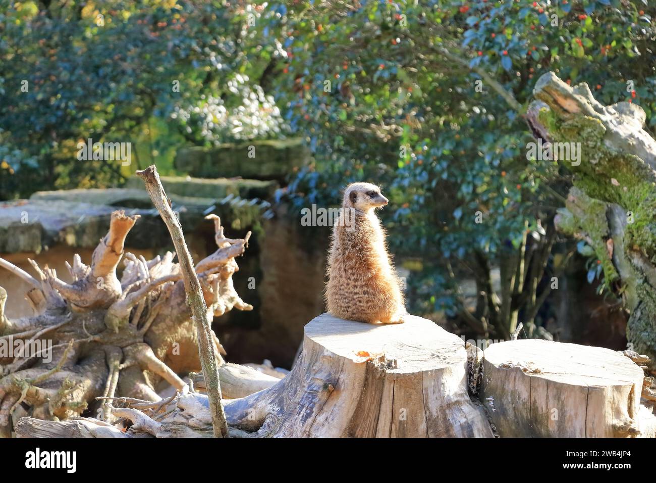 Meerkat, Suricate, Suricata suricatta, desde atrás Foto de stock