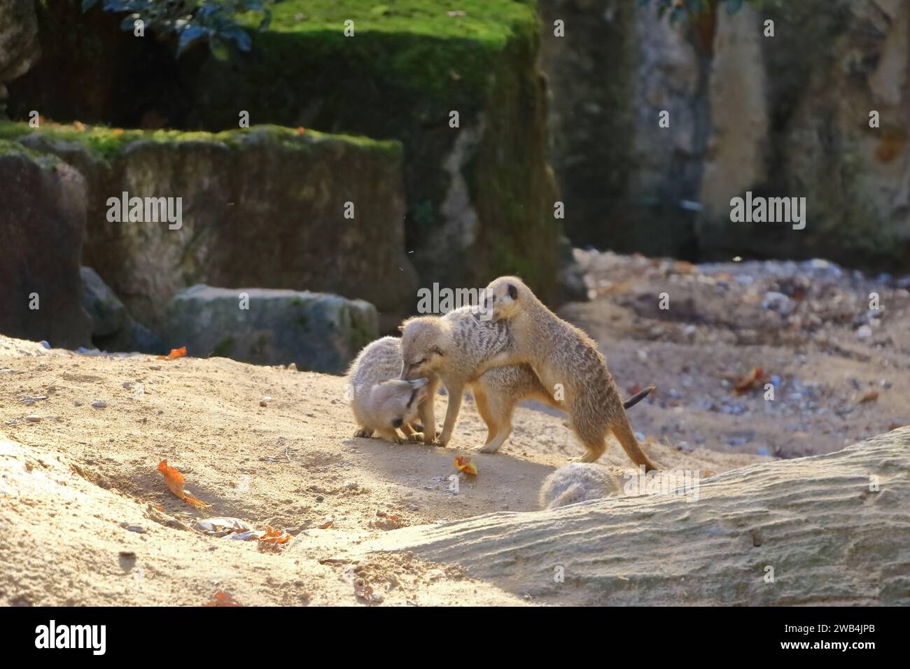 Algunos Jóvenes Meerkats están interactuando juguetonamente entre sí Foto de stock