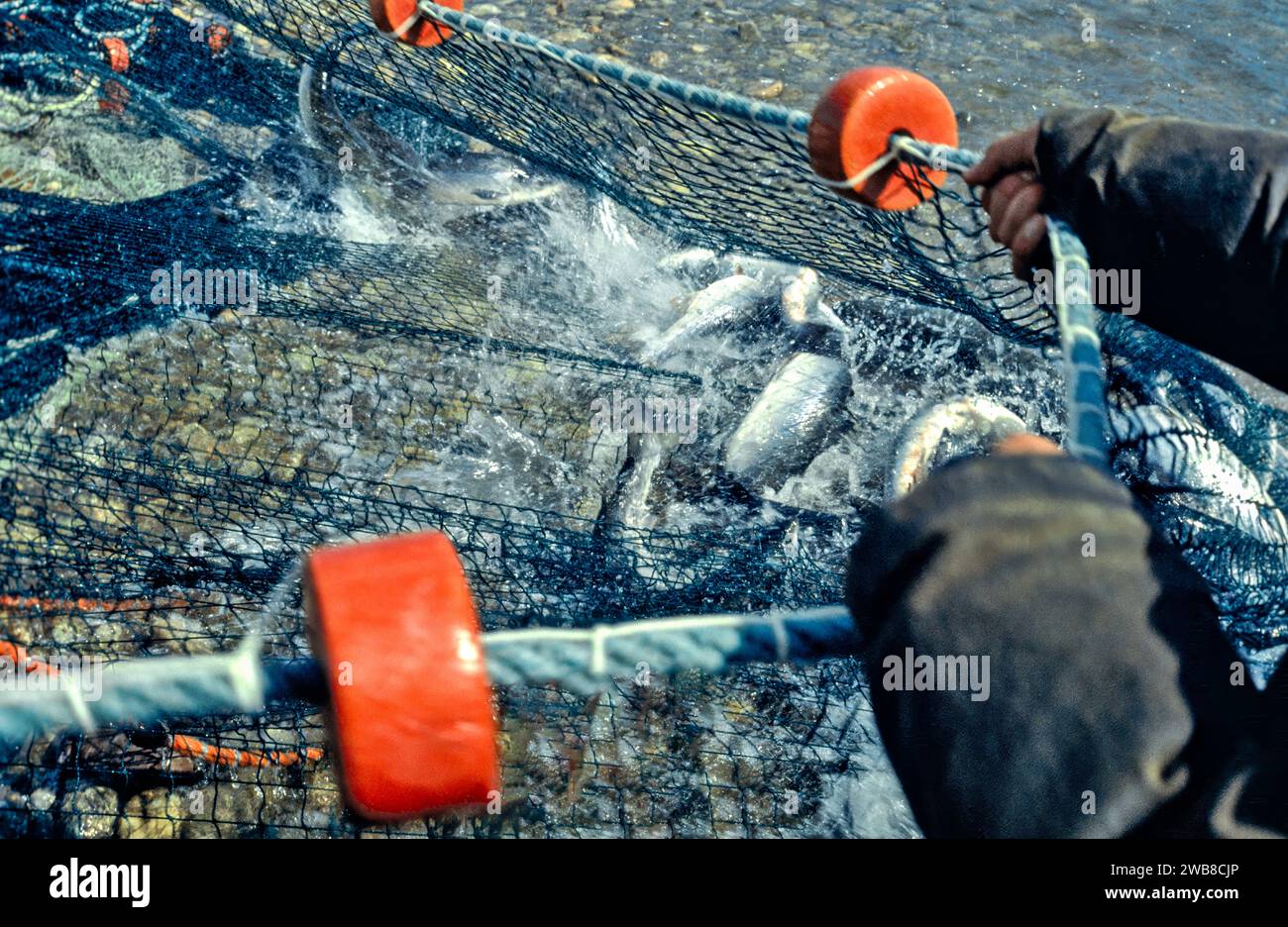 Redes de salmón en el río Spey Speymouth El equipo que acarrea en la red del sena llena de peces Foto de stock