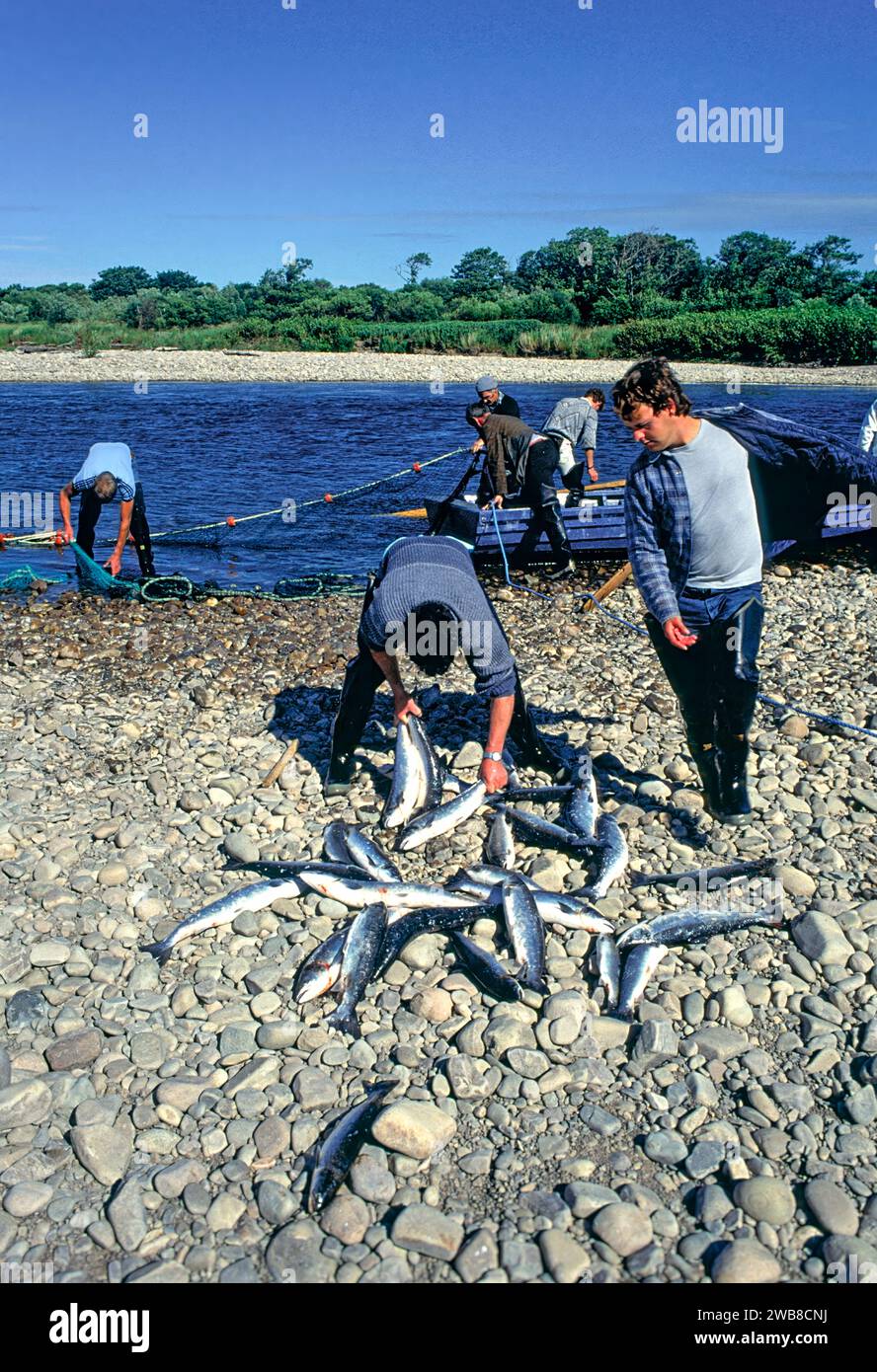 Redes de salmón en el río Spey Speymouth El equipo clasifica la red y recoge la captura de la parrilla Foto de stock