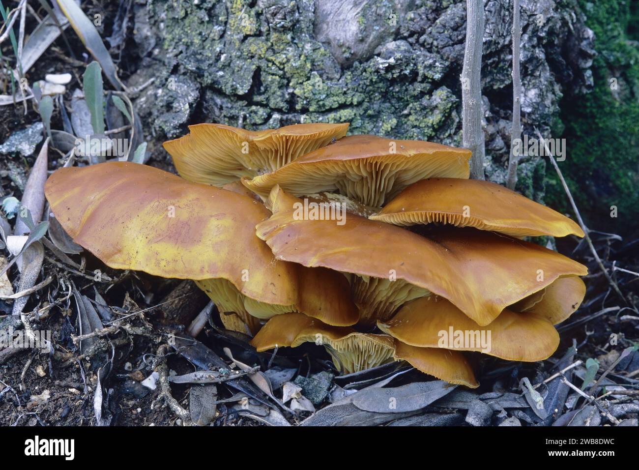 Hongo Jack o lantern, algunos especímenes cultivados en la base de un viejo olivo, Omphalotus olearius, Marasmiaceae Foto de stock