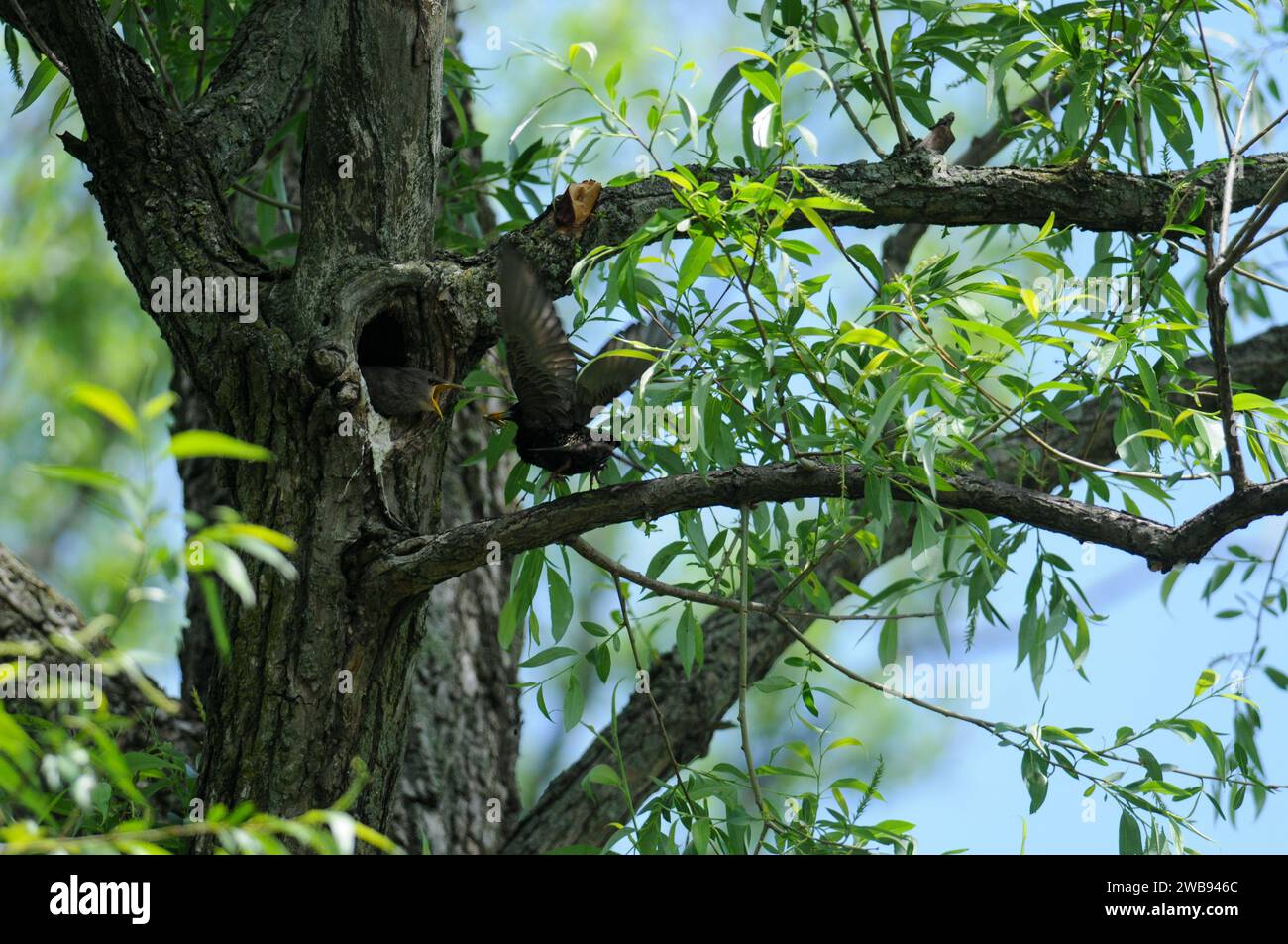 Starling europeo regresa a la cavidad del nido en un árbol para alimentar a los bebés que buscan comida Foto de stock