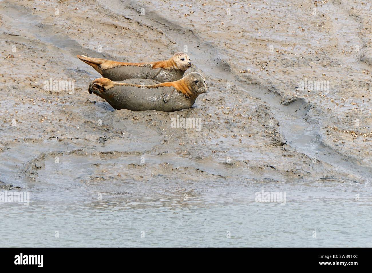 Par de focas comunes -Phoca vitulina en Sovereign Harbour, Eastbourne, East Sussex. REINO UNIDO Foto de stock