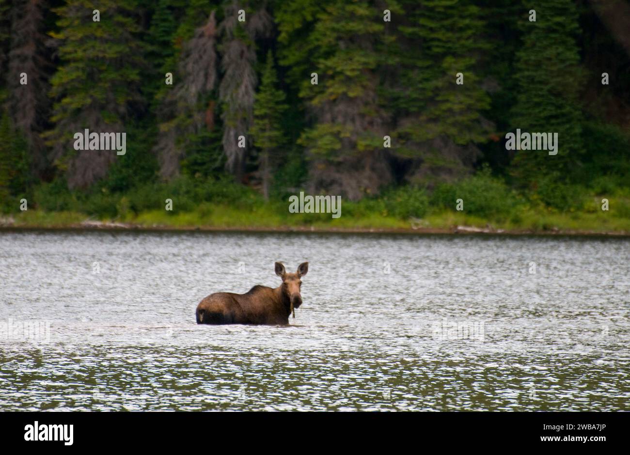 Moose en Scott Lago Gran Oso, Desierto, Bosque Nacional de Flathead, Montana Foto de stock