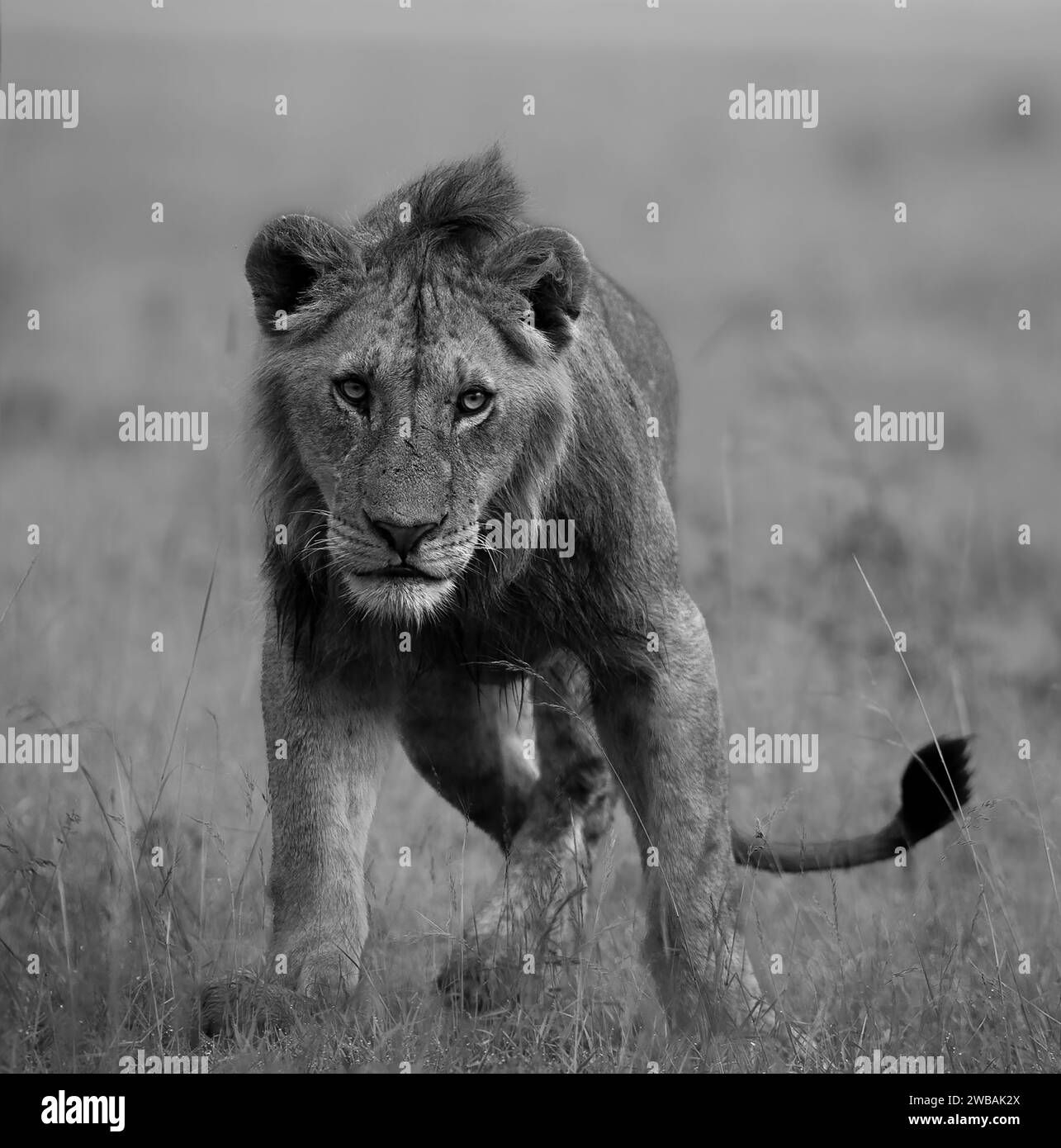 Una escala de grises de un majestuoso león africano caminando a través de un prado de sabana. Foto de stock