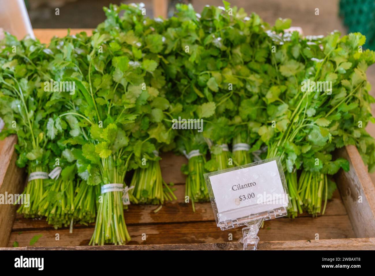 Primer plano del cilantro en exhibición en un mercado de agricultores al aire libre. Foto de stock