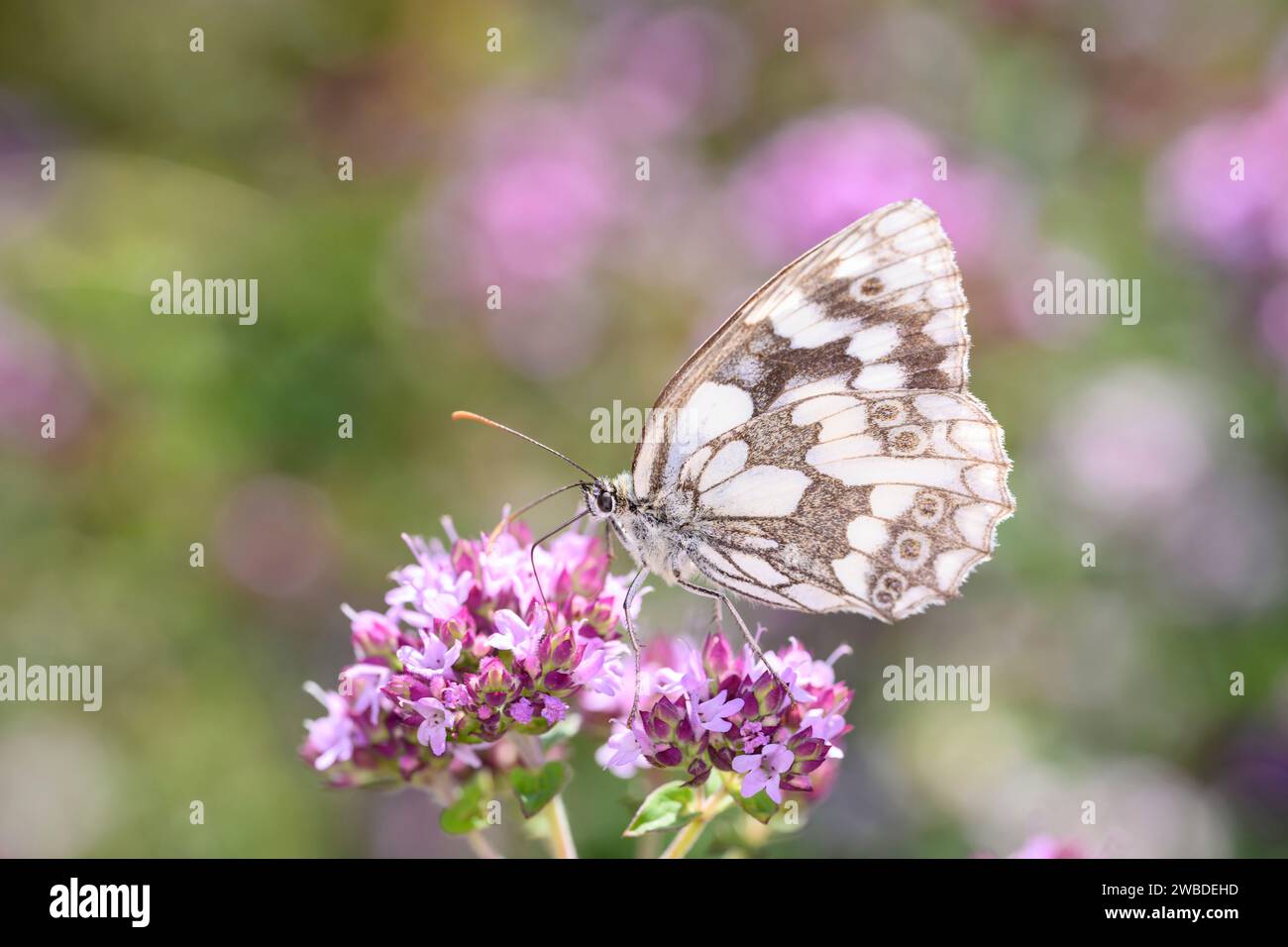 El blanco marmolado - Melanargia galathea chupa el néctar con su tronco de la flor del Origanum vulgare - Oregano o Marjoram silvestre Foto de stock