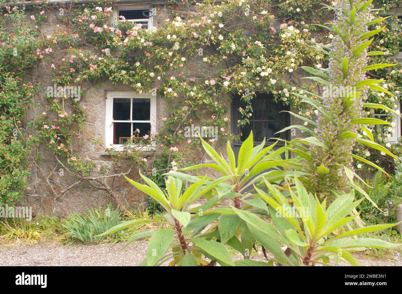 Casa de Cornish cubierta de rosas, Penberth, Cornualles, Reino Unido - John Gollop Foto de stock